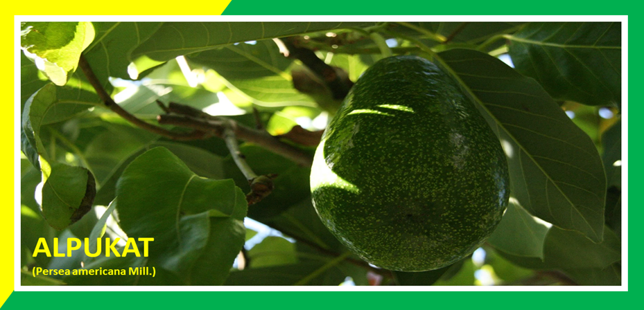 Khasiat Daun Alpukat Obati Kolesterol